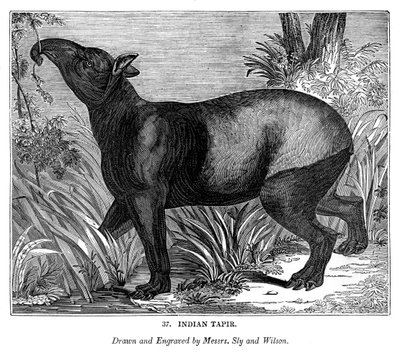 Indischer Tapir von Messrs Sly and Wilson