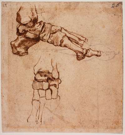 Anatomische Fußstudie von Michelangelo (after) Buonarroti