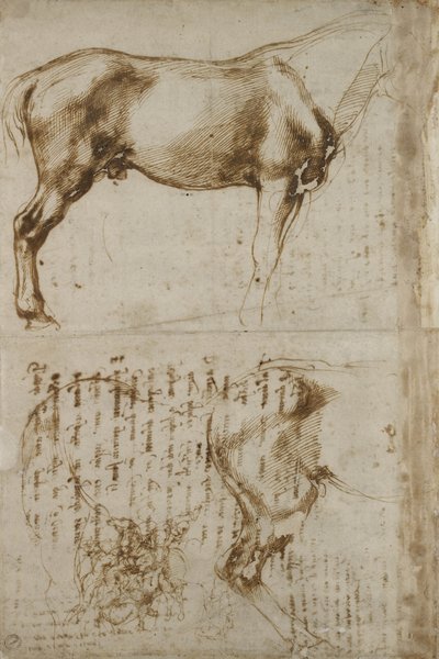 Anatomische Pferdestudie, 1504 von Michelangelo Buonarroti