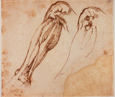 Zwei Bein Studien von Michelangelo Buonarroti