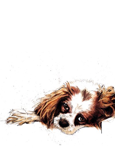 Meg der Spaniel auf Weiß von Mike Davis