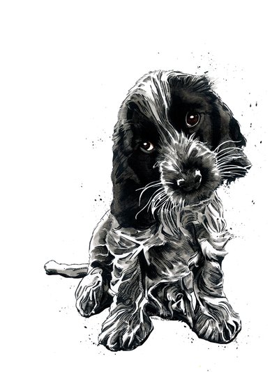 Rosie der Cocker Spaniel auf Weiß von Mike Davis