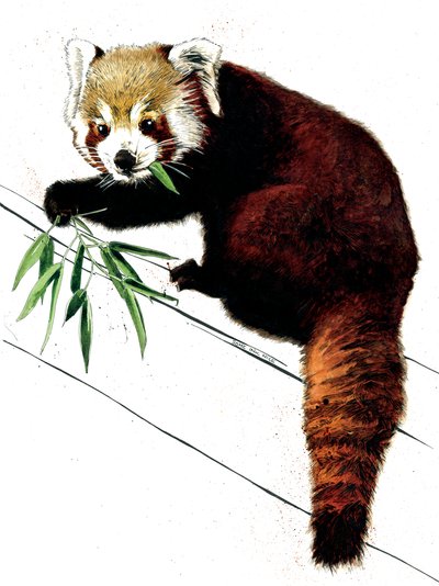 Der rote Panda auf Weiß, 2020 von Mike Davis