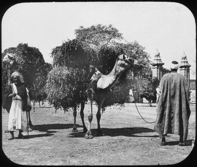 Kamele tragen Futter, Ägypten, ca. 1890 von Newton and Co