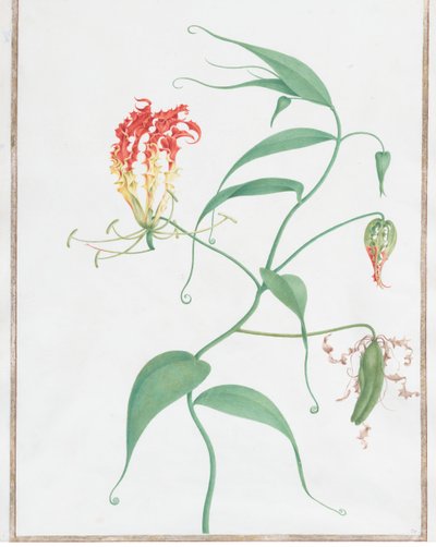 Gloriosa Superba Kletterlilie, ca. 1660 von Nicolas Robert