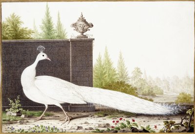 Weißer Pfau von Nicolas Robert