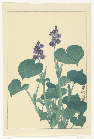 Blühende Hosta von Ohara Koson