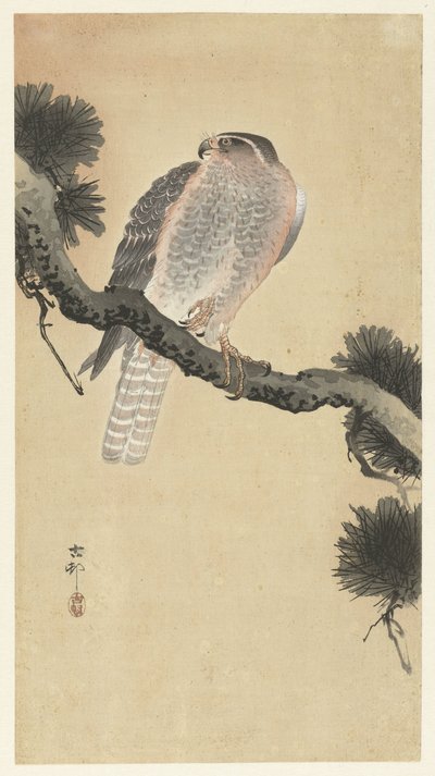 Habicht auf Kieferzweig von Ohara Koson