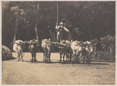 Sechsergespann mit ihrem Fahrer von Olympe Aguado