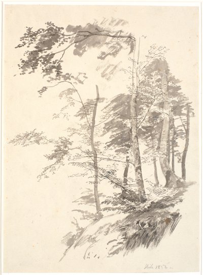 Buchen auf einem Abhang von P.C. Skovgaard