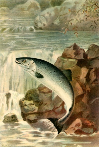 Ein Lachsprung, 1895 von P. J. Smit