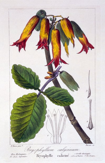 Bryophyllum calycinum, veröffentlicht 1836 von Panacre Bessa