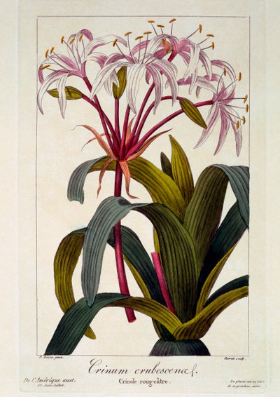 Crinum erubescens, veröffentlicht 1836 von Panacre Bessa