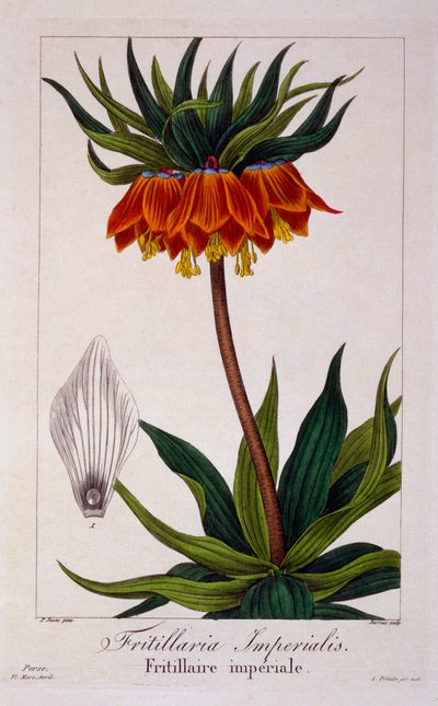 Fritillaria imperialis, veröffentlicht 1836 von Panacre Bessa