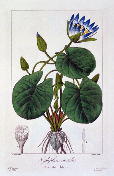 Nymphaea caerulea, veröffentlicht 1836 von Panacre Bessa