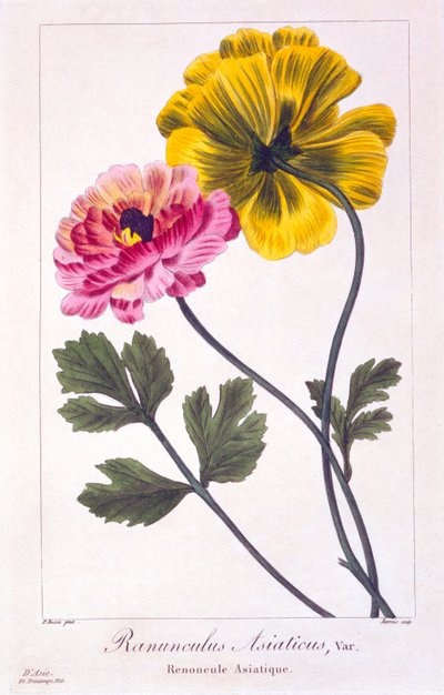 Persische Butterblume, veröffentlicht 1836 von Panacre Bessa