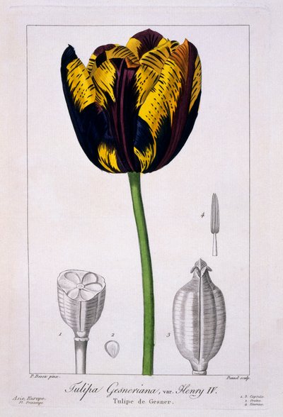 Tulpe: König Heinrich IV., veröffentlicht 1836 von Panacre Bessa
