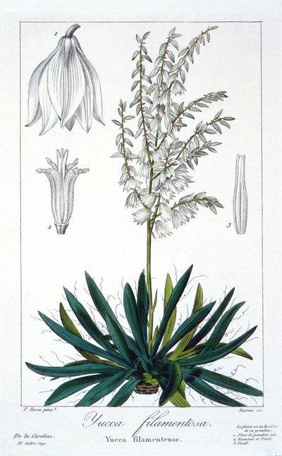 Yucca filamentosa, veröffentlicht 1836 von Panacre Bessa