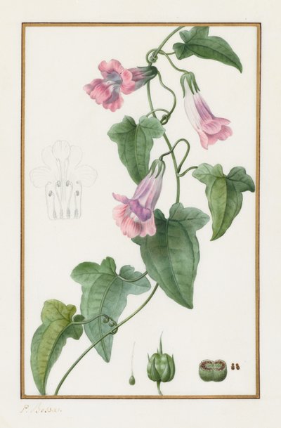 Botanisch: Maurandia semperflorens, 1836 von Pancrace Bessa