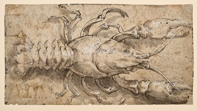 Krebs (recto) von Parmigianino