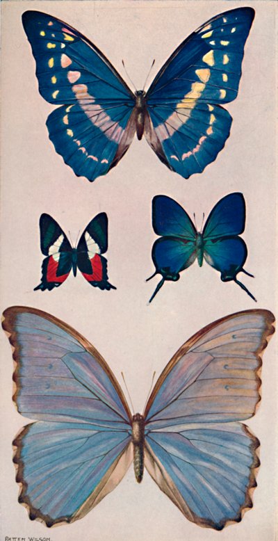 Einige von Rios Schmetterlingen, 1914 von Patten Wilson