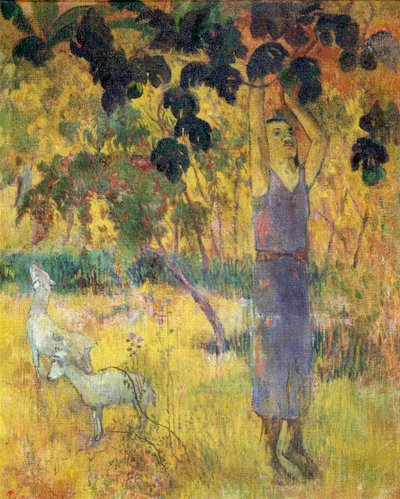 Mann pflückt Früchte von einem Baum, 1897 von Paul Gauguin