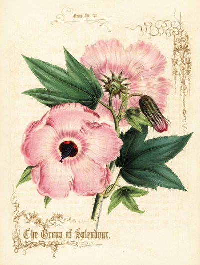 Rosa Hibiskusblüten und Laub von Paul Jerrard