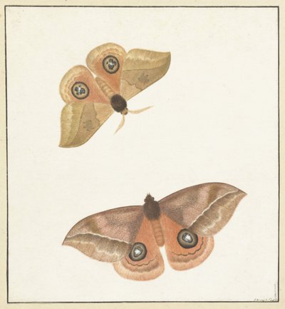 Zwei Schmetterlinge von Paulus Knogh