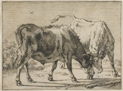 Zwei kämpfende Stiere von Paulus Potter