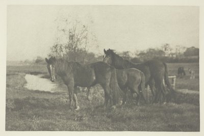 Fohlen auf einem Norfolk-Moor von Peter Henry Emerson