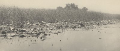 Seerosen von Peter Henry Emerson and T.F. Goodall