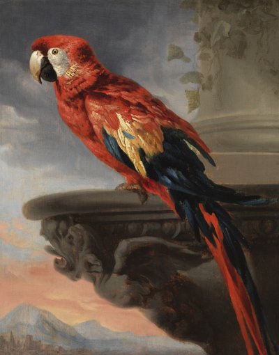 Papagei, ca. 1630-40 von Peter Paul Rubens