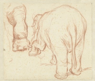 Stehender Elefant von hinten und ein Bein von Petrus Camper