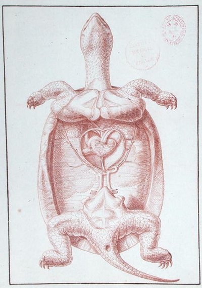 Eine Schildkröte von Philippe Simoneau
