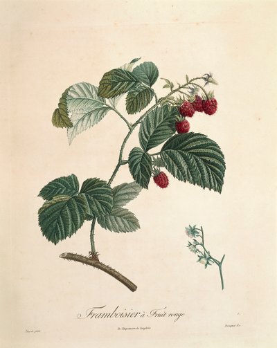 Himbeere von Pierre Joseph Redouté von Pierre Joseph Redouté