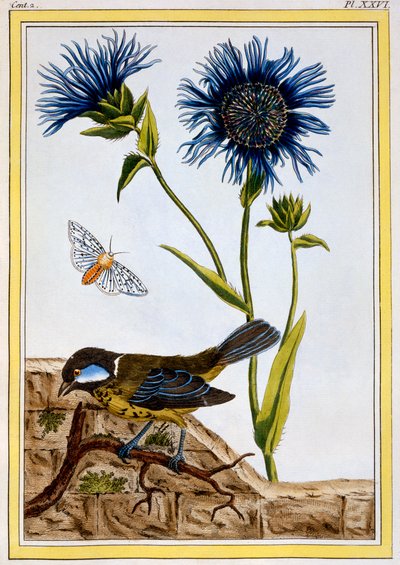 Kornblume, veröffentlicht 1776 von Pierre Joseph Buchoz