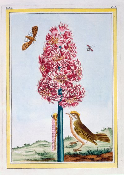 Hyazinthe, ca. 1766 (handkolorierter Stich) von Pierre Joseph Buchoz