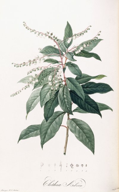 Clethra Arborea von Pierre Joseph Redouté
