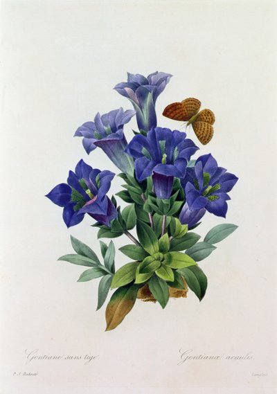 Gentiana Acaulis von Pierre Joseph Redouté