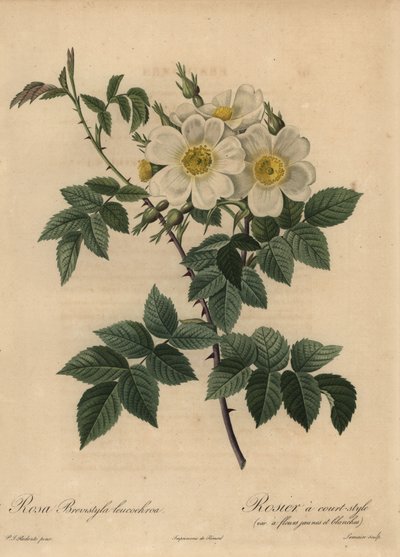 Weiße Hundsrose, Rosa stylosa von Pierre Joseph Redouté