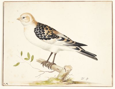 Ein Schneesperling (Plectrophenax nivalis) von Pieter Holsteijn