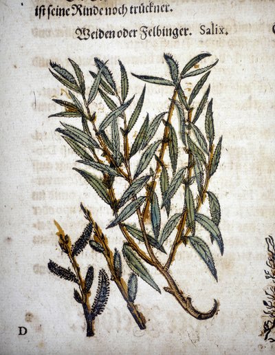 Weidenzweig - In „Herbarium mattioli“ von Pietro Andrea Mattioli