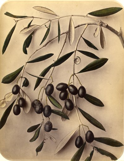 Oliven, 1870er Jahre von Pietro Guidi