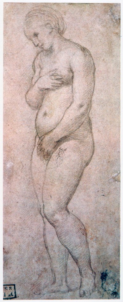 Studie der Venus, um 1500-1520 von Raffaello Sanzio Raphael