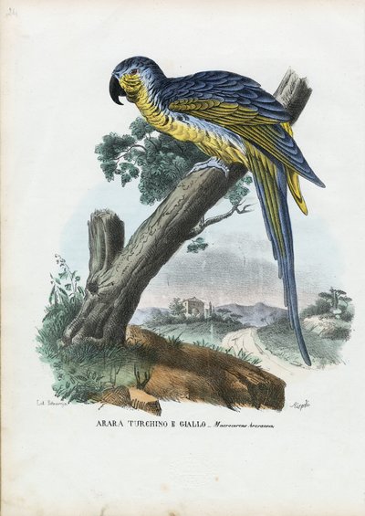 Blau-Gelber Ara, 1863-79 von Raimundo Petraroja