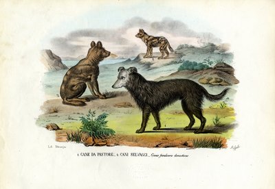 Hunde von Raimundo Petraroja