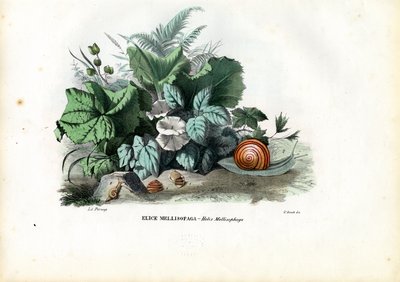 Helix-Schnecken, 1863-79 von Raimundo Petraroja
