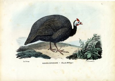 Helmperlhuhn, 1863-79 von Raimundo Petraroja