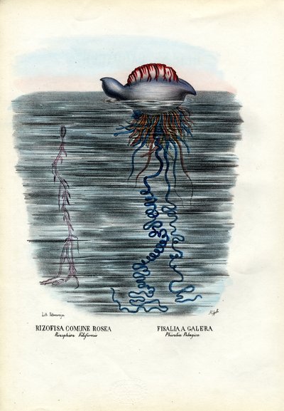 Qualle, 1863-79 von Raimundo Petraroja