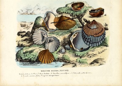 Muscheln von Raimundo Petraroja